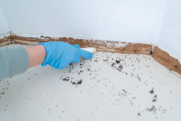Best Termite Control Services  in Vinton, IA